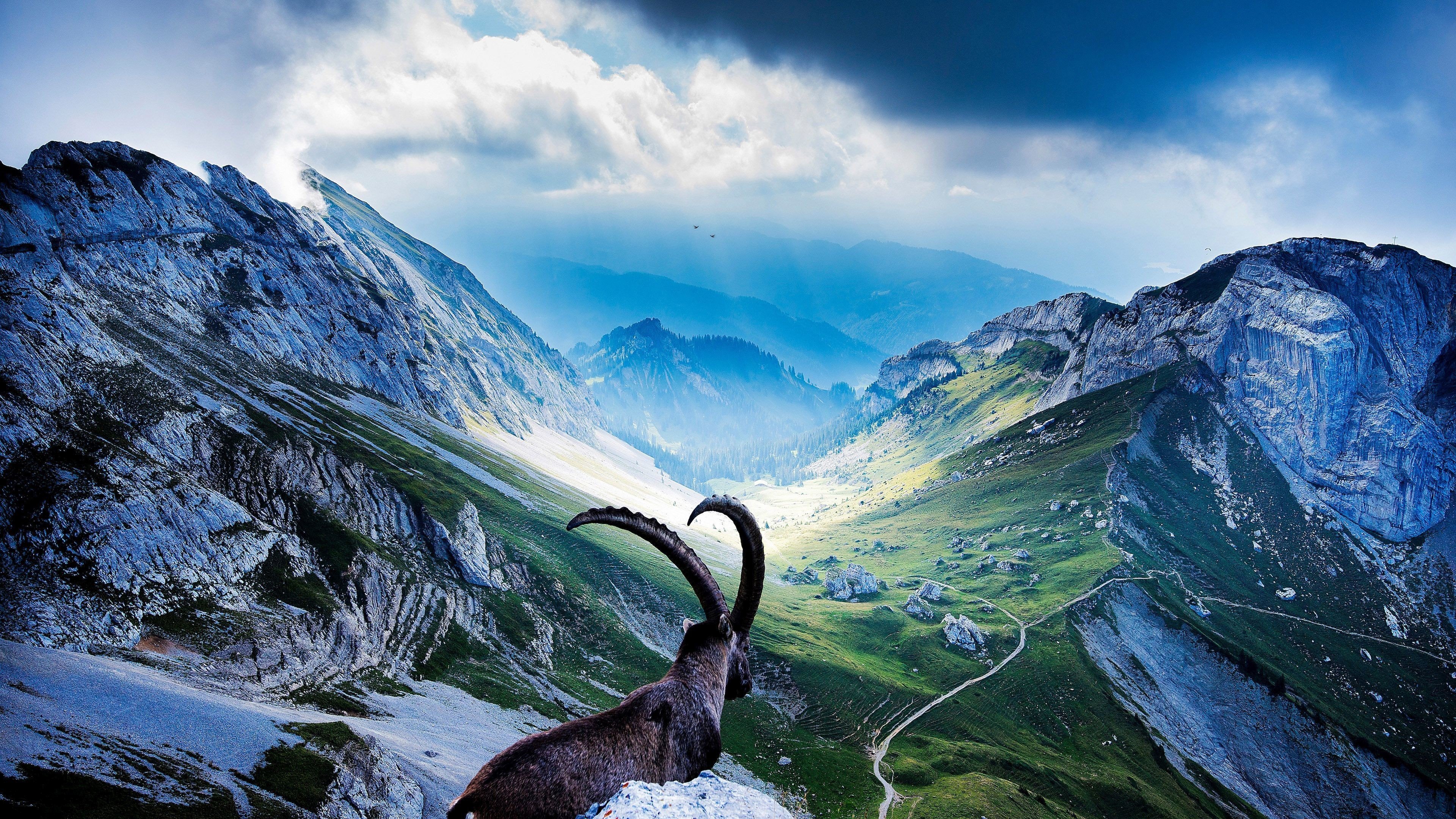 mountains, Landscape, Nature, Mountain, Sheep, Goat Wallpaper