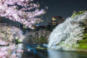 tokyo, City, Spring, Tree, Flower, Beautiful