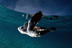 ocean, Baby, Turtles, National, Geographic, Skyscapes
