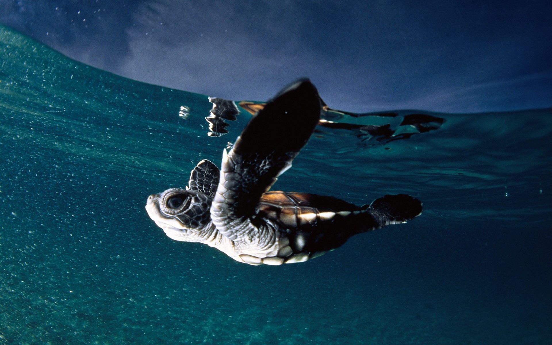 ocean, Baby, Turtles, National, Geographic, Skyscapes Wallpaper