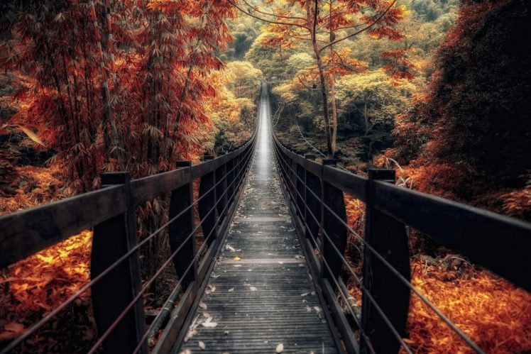 forest, Trees, Nature, Landscape, Tree, Autumn, Bridge HD Wallpaper Desktop Background