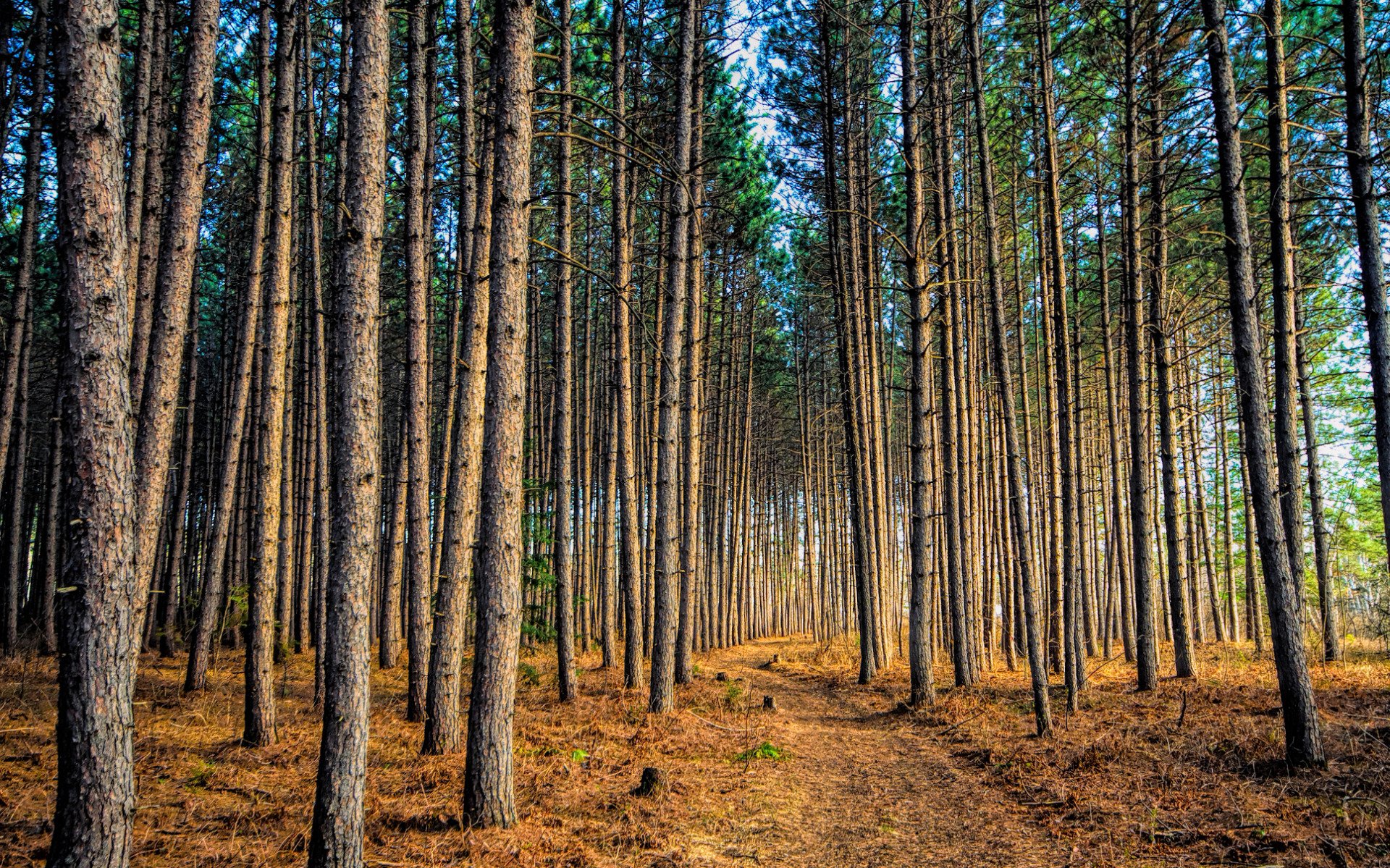 forest, Trees, Nature, Landscape, Tree, Autumn Wallpaper