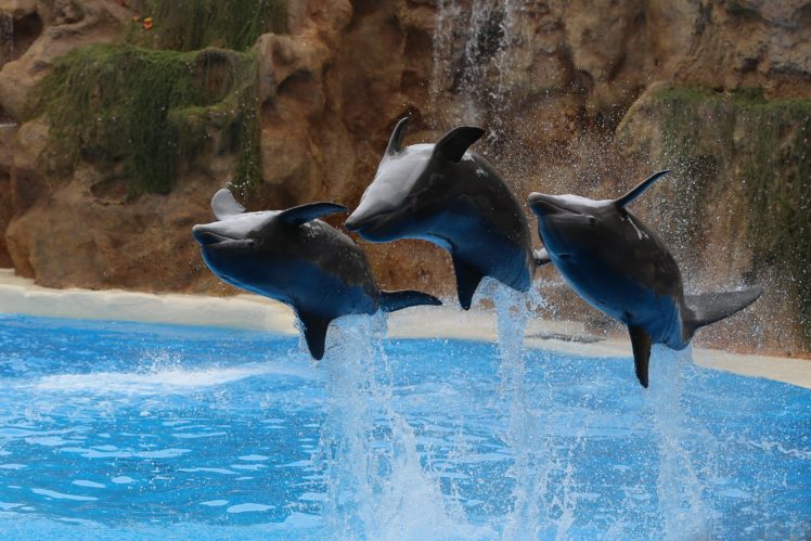dolphin, Jump, Three, 3, Spray, Animals HD Wallpaper Desktop Background