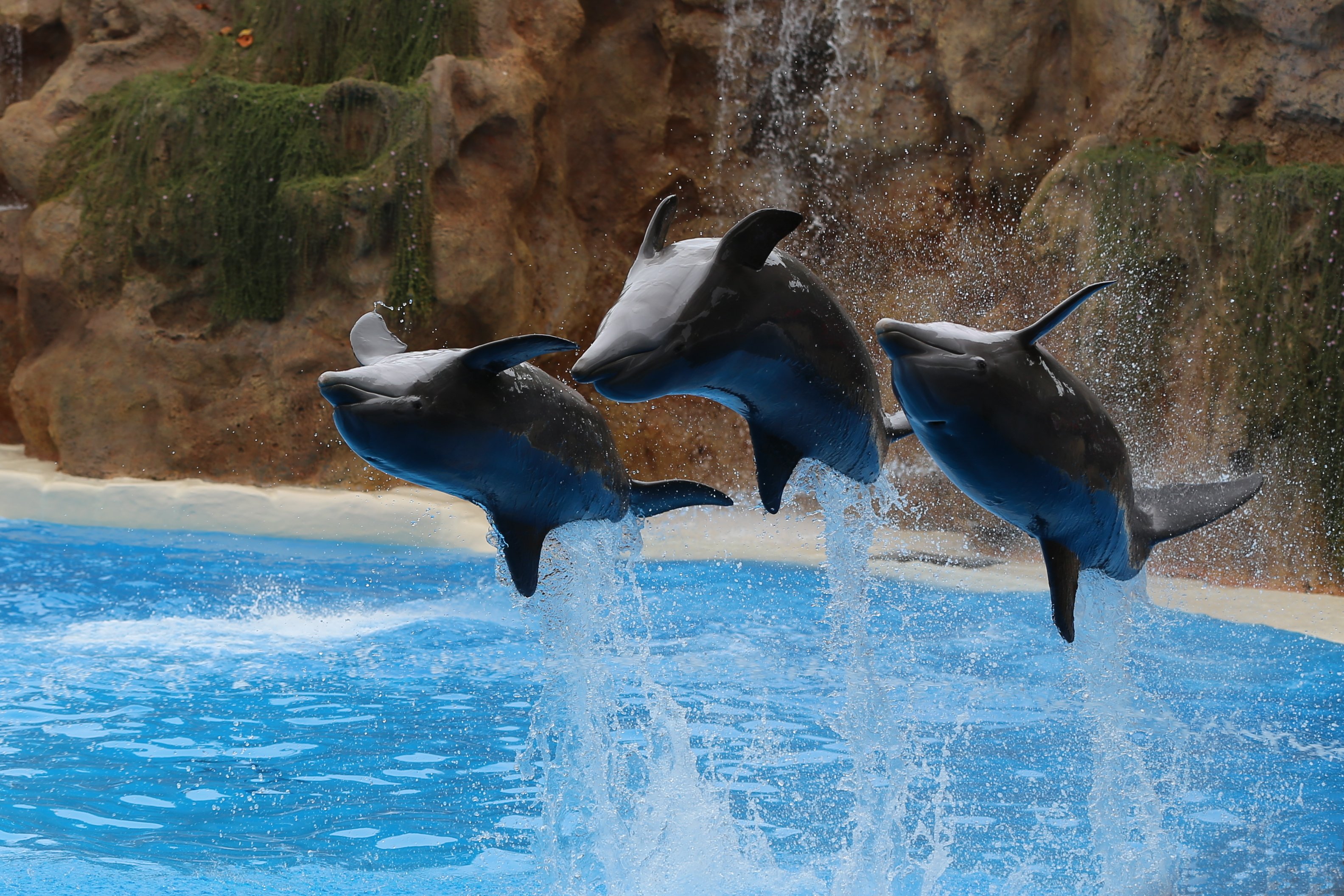 dolphin, Jump, Three, 3, Spray, Animals Wallpaper