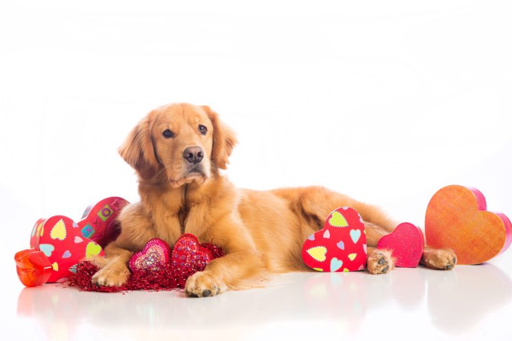 dogs, Valentineand039s, Day, Retriever, Heart, Glance, Animals HD Wallpaper Desktop Background