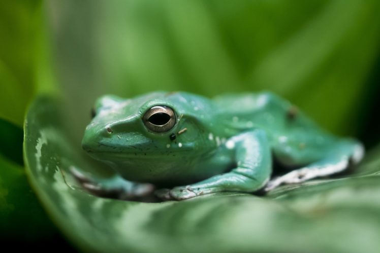 frog, Leaf, Green HD Wallpaper Desktop Background