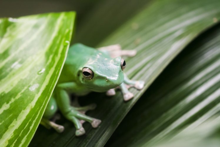 frog, Leaves, Green, Close up HD Wallpaper Desktop Background