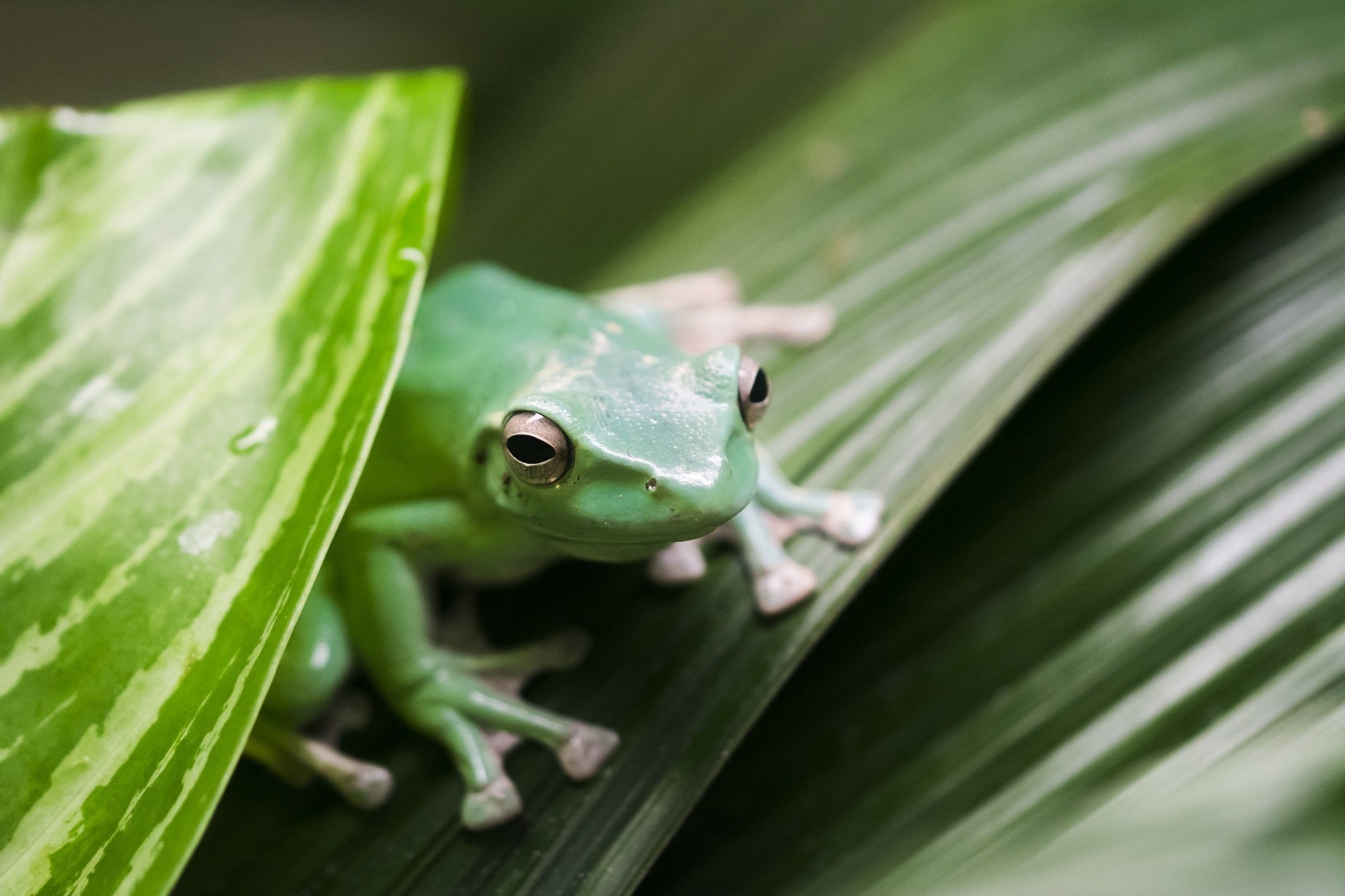 frog, Leaves, Green, Close up Wallpaper