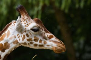 giraffe, Face, Profile, Spots