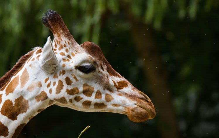 giraffe, Face, Profile, Spots HD Wallpaper Desktop Background