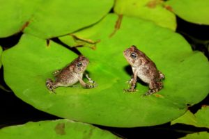 frog, Leaves, Marsh