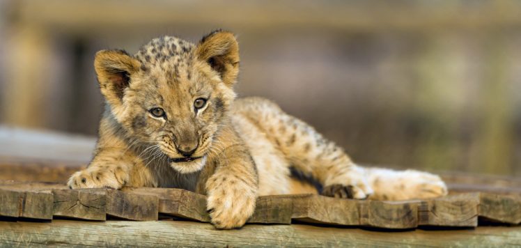 lion, Cubs, Animals, Wallpaper HD Wallpaper Desktop Background