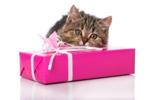 cats, Kitten, Gifts, Animals