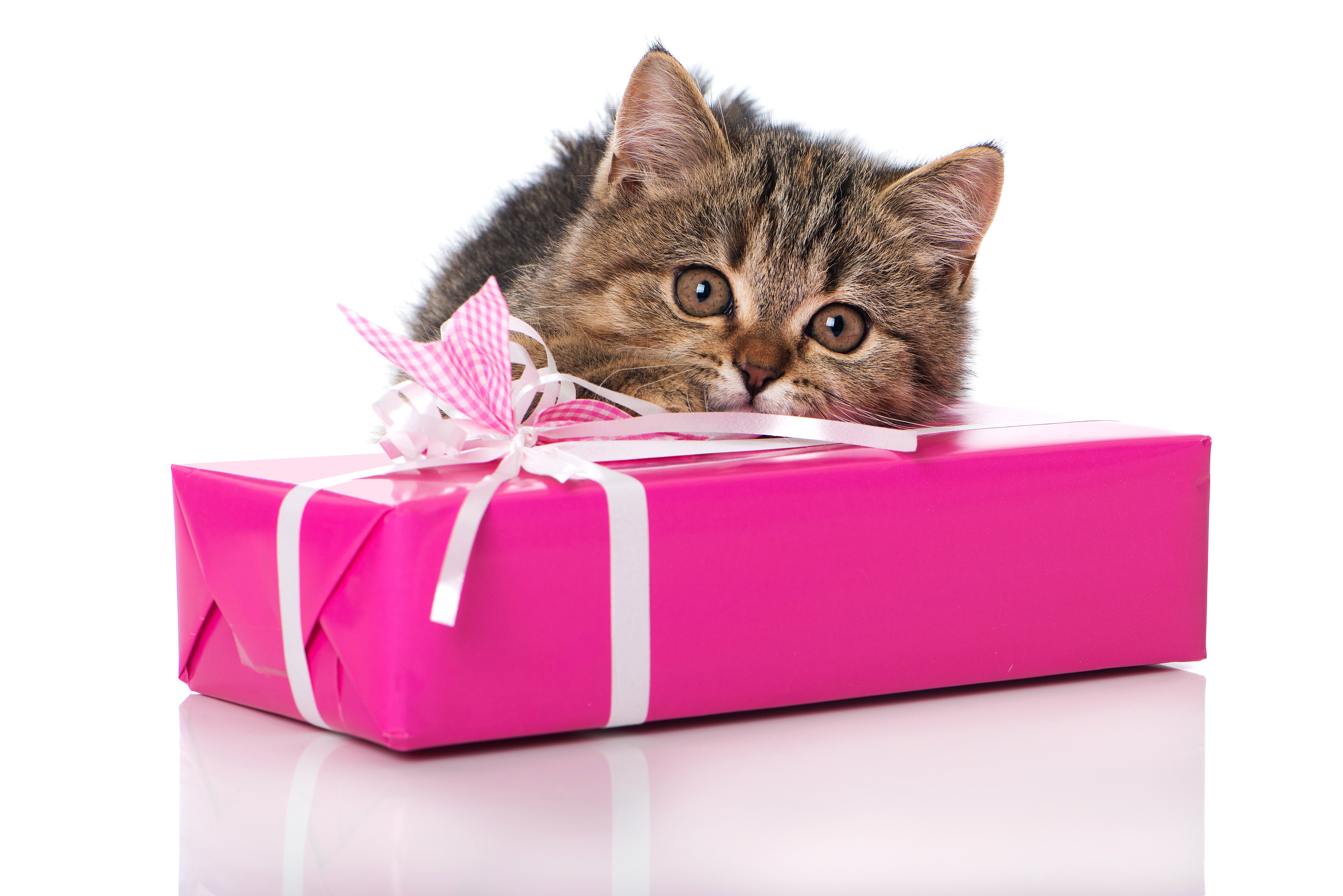 cats, Kitten, Gifts, Animals Wallpaper