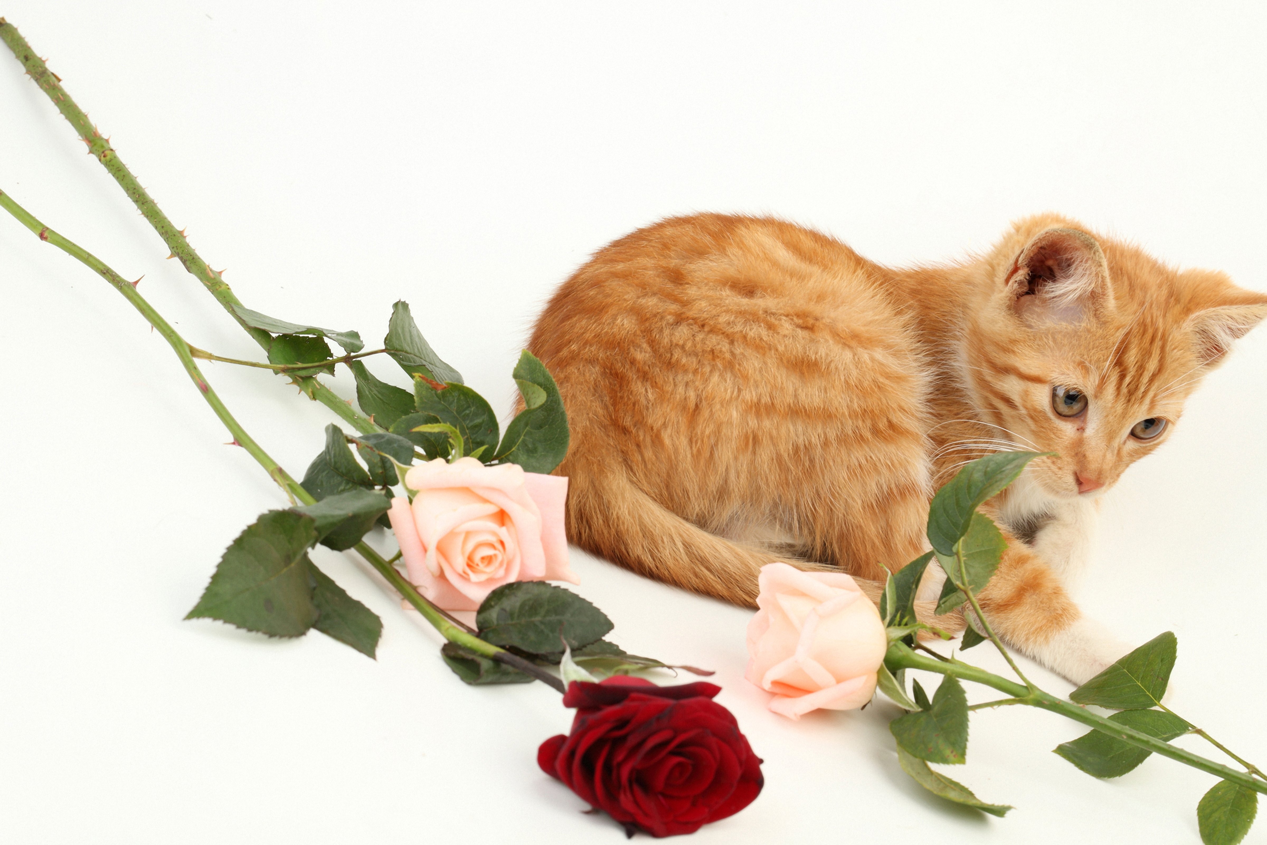 cats, Roses, Kitten, Ginger, Color, Animals Wallpaper