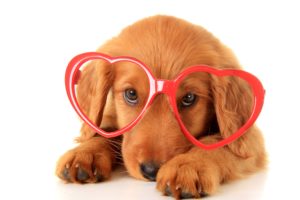 dogs, Retriever, Glasses, Heart, Animals