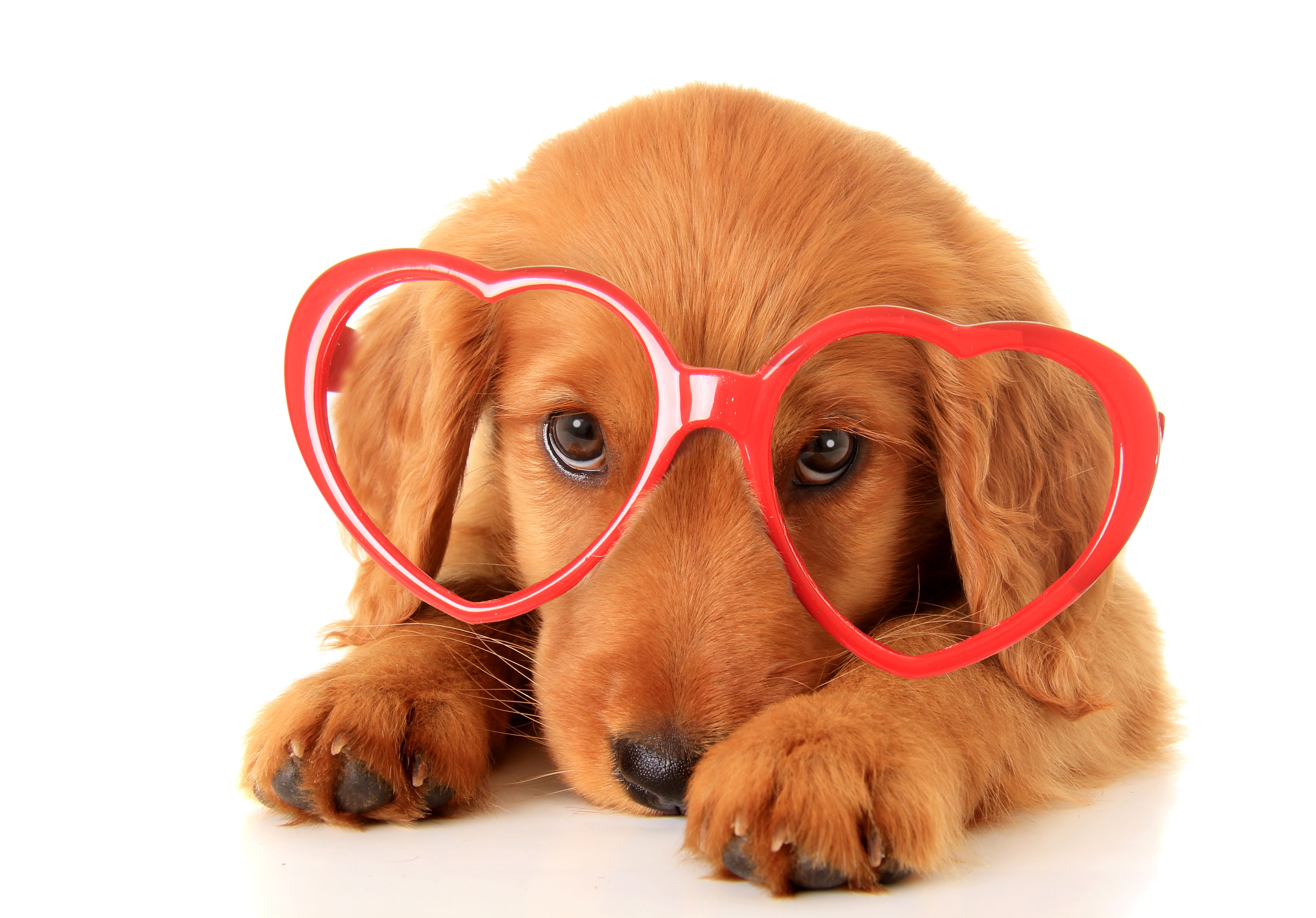 dogs, Retriever, Glasses, Heart, Animals Wallpaper