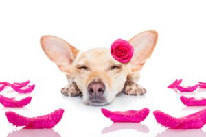 dogs, Roses, Chihuahua, Sleep, Petals, Animals
