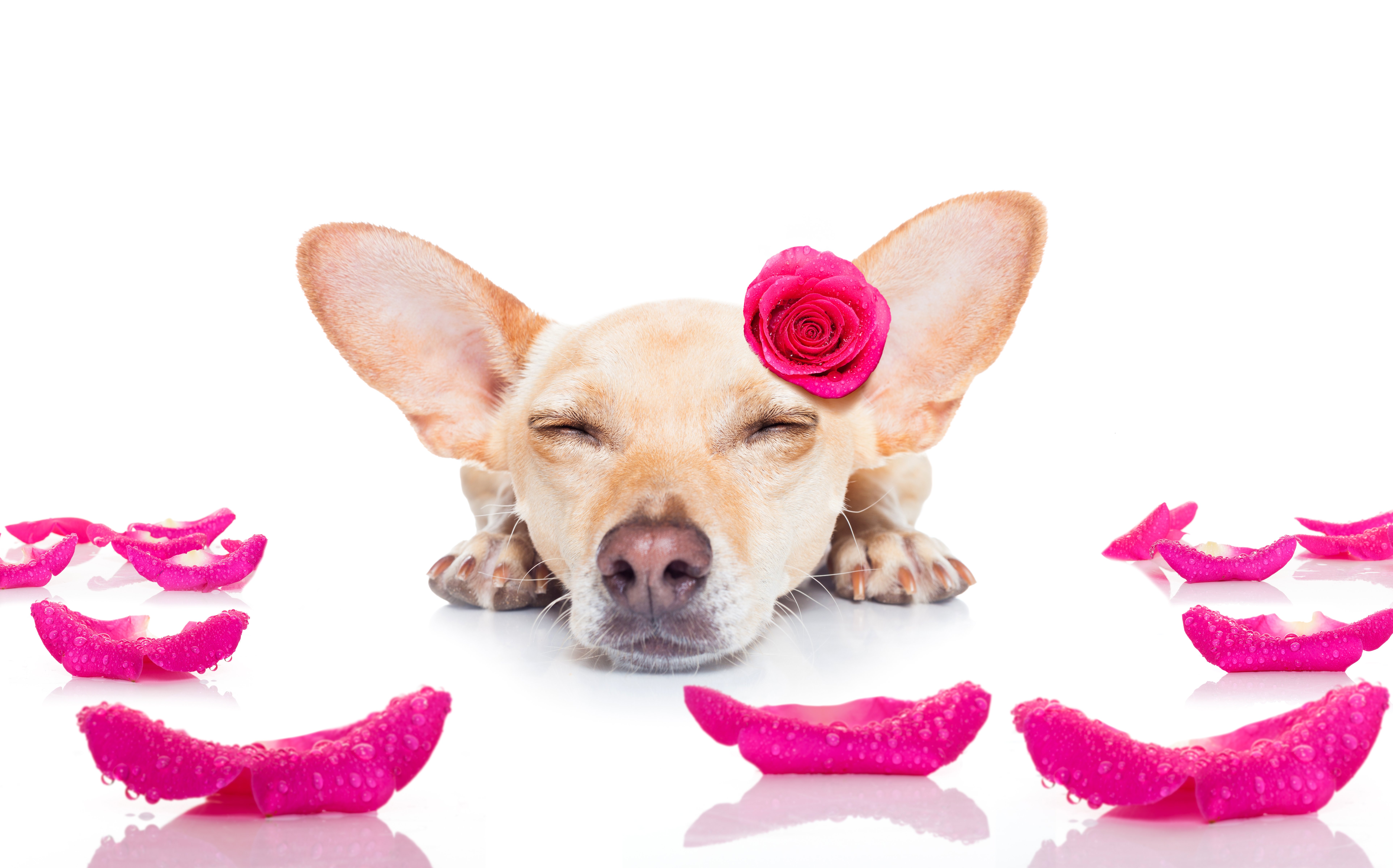 dogs, Roses, Chihuahua, Sleep, Petals, Animals Wallpaper