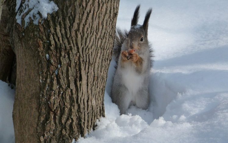 squirrel, Nut, Snow, Tree HD Wallpaper Desktop Background