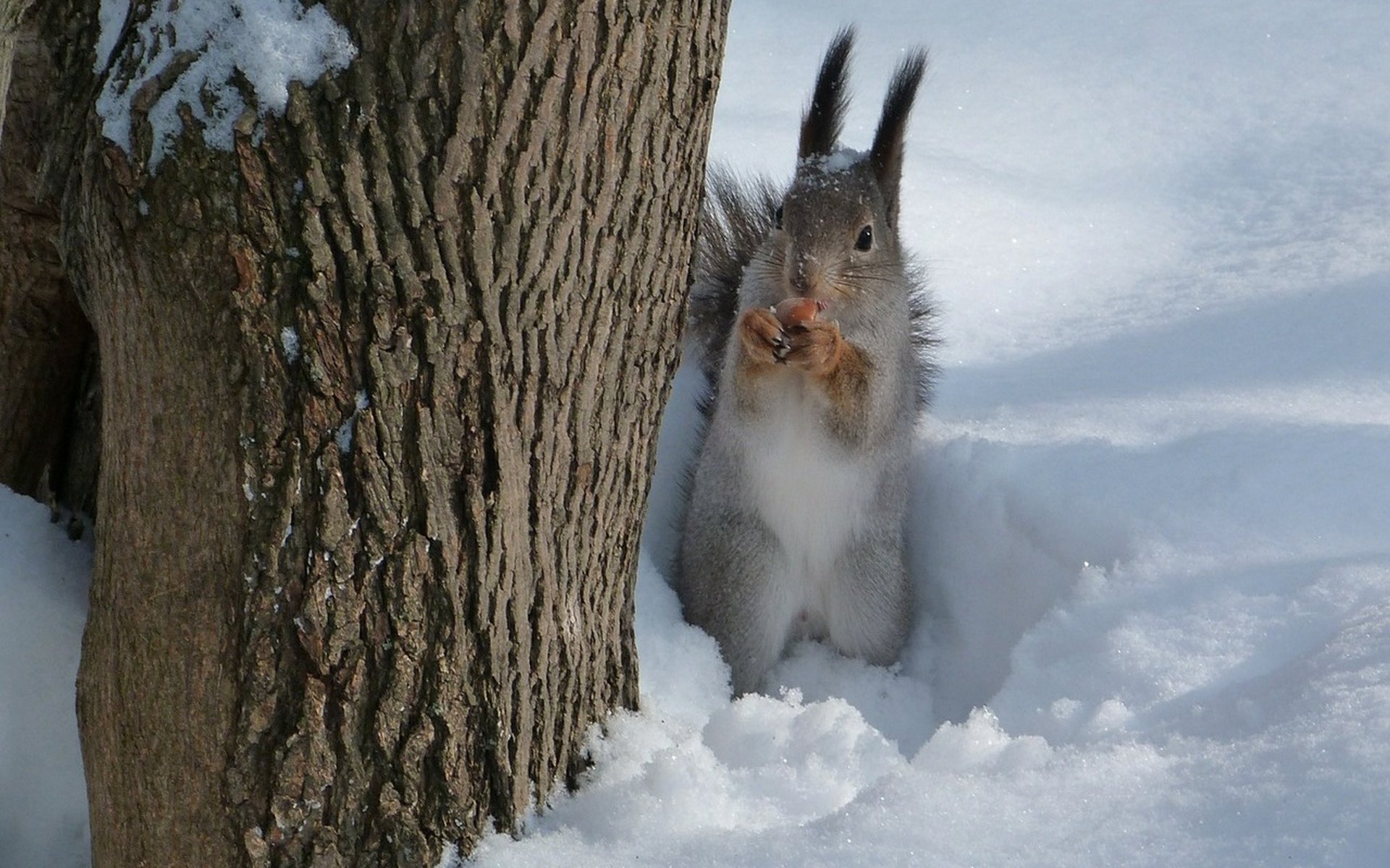 squirrel, Nut, Snow, Tree Wallpaper