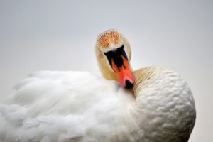 swan, Bird