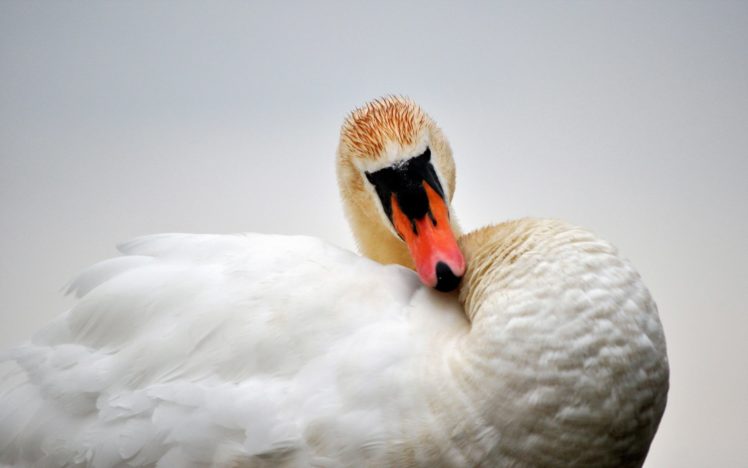 swan, Bird HD Wallpaper Desktop Background