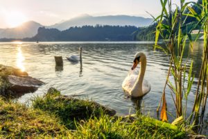swan, Couple, Lake, Grass, Reed, Mountain, Sunset