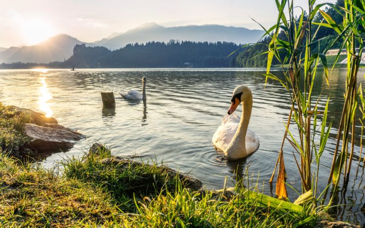 swan, Couple, Lake, Grass, Reed, Mountain, Sunset HD Wallpaper Desktop Background
