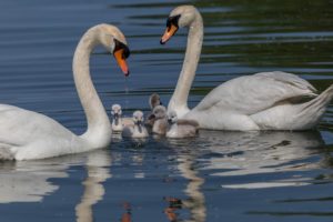 swan, Couple, Family, Chicks, Lebedyata, Ornamental, Lake