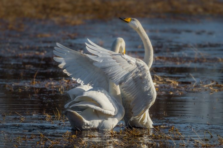 swans, Pair, Grace, Wings, Ornamental, Lake HD Wallpaper Desktop Background