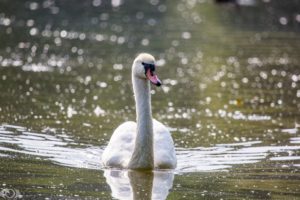 swan, White, Grace, Neck, Pond, Ripples