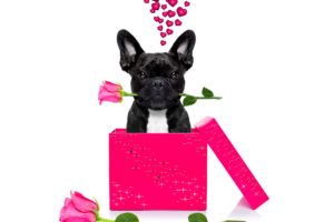 valentineand039s, Day, Dogs, Roses, Bulldog, Black, Heart, Box, Animals