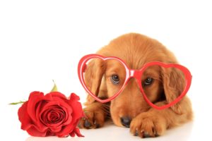 valentineand039s, Day, Dogs, Roses, Retriever, Glasses, Heart, Glance, Animals