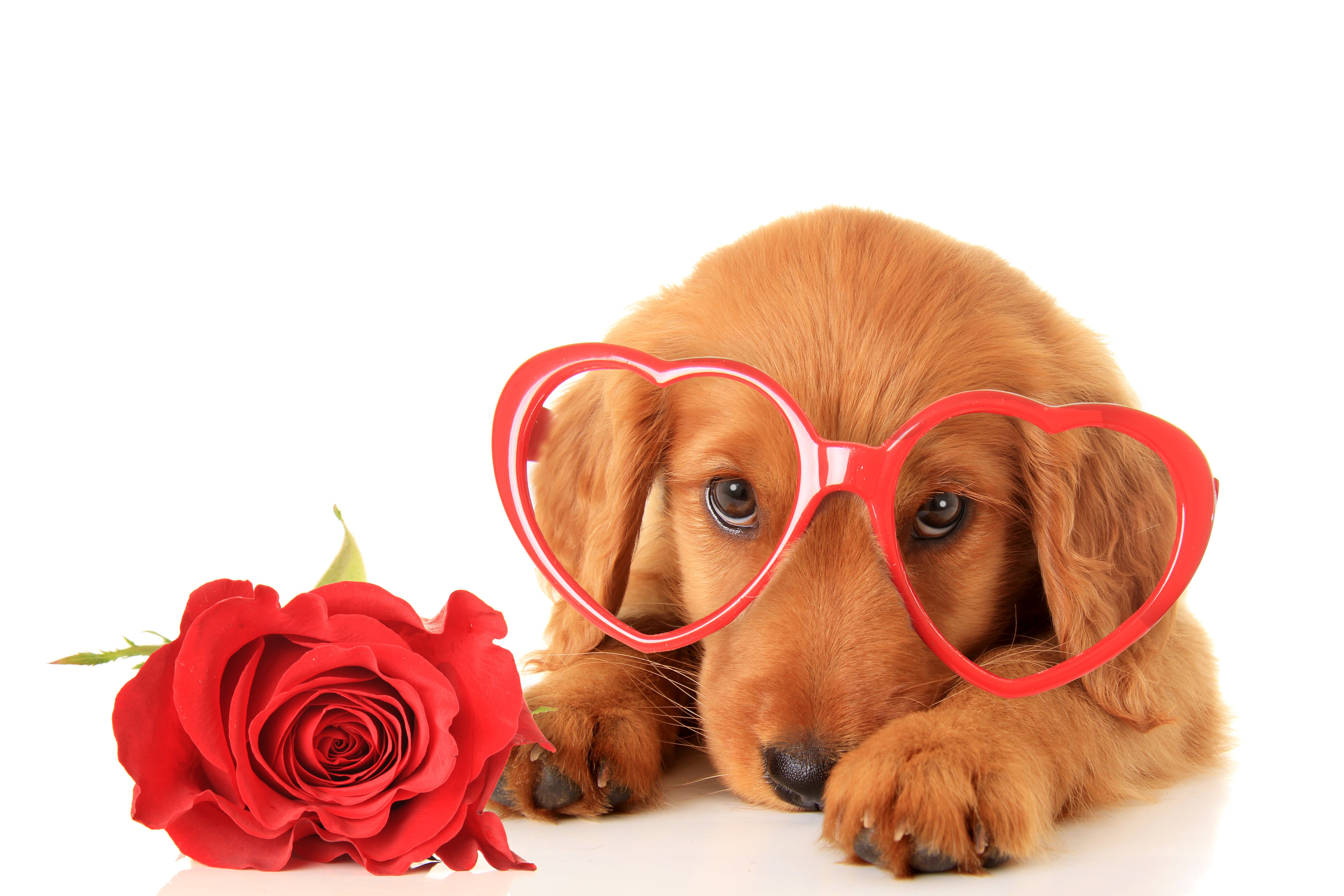 valentineand039s, Day, Dogs, Roses, Retriever, Glasses, Heart, Glance, Animals Wallpaper