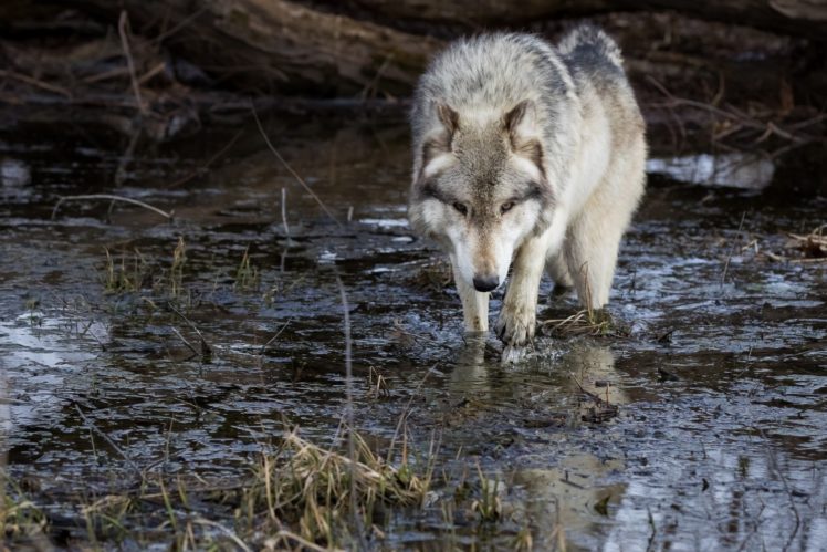 wolves, Water, Animals, Wolf HD Wallpaper Desktop Background