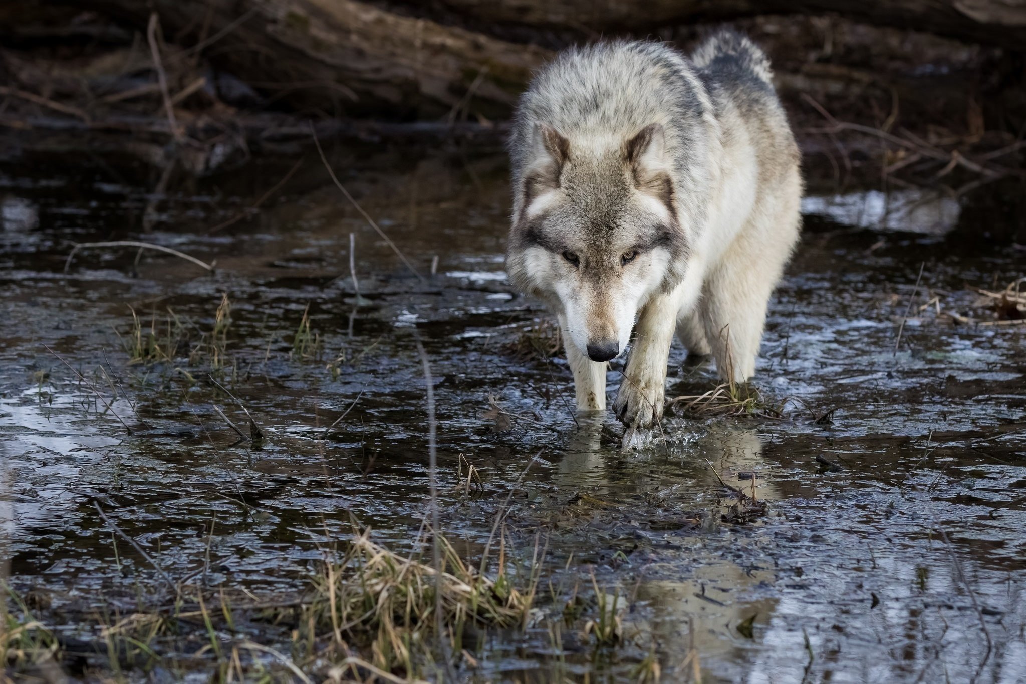 wolves, Water, Animals, Wolf Wallpapers HD / Desktop and Mobile Backgrounds