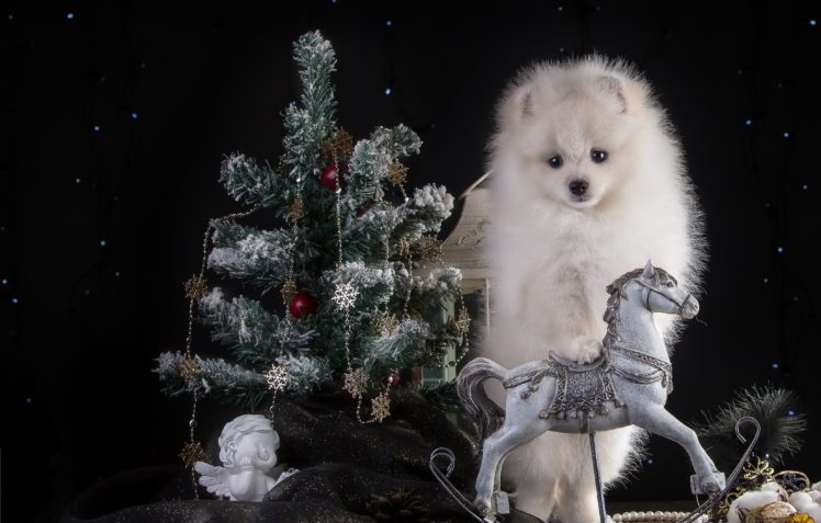 dogs, Christmas, White, Spitz, Christmas, Tree, Animals HD Wallpaper Desktop Background