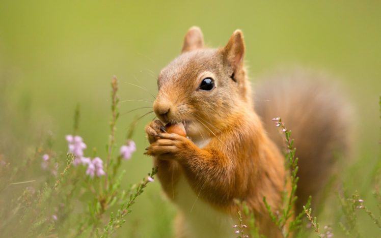 closeup, Squirrel, Animals HD Wallpaper Desktop Background