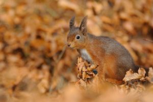 squirrels, Autumn, Animals
