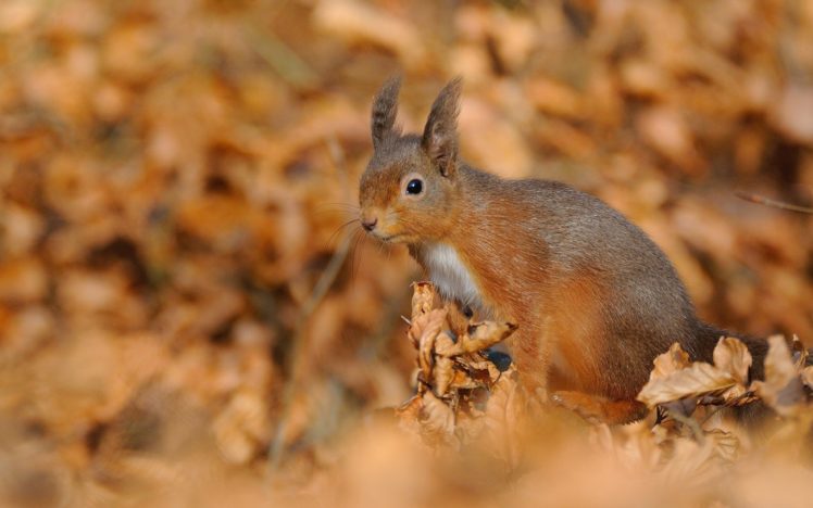 squirrels, Autumn, Animals HD Wallpaper Desktop Background