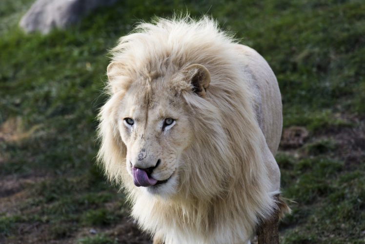 lion, White, Animals HD Wallpaper Desktop Background