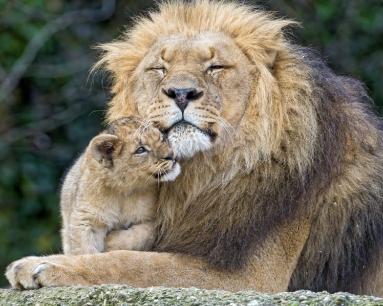 lion, Cubs, Two, Animals HD Wallpaper Desktop Background