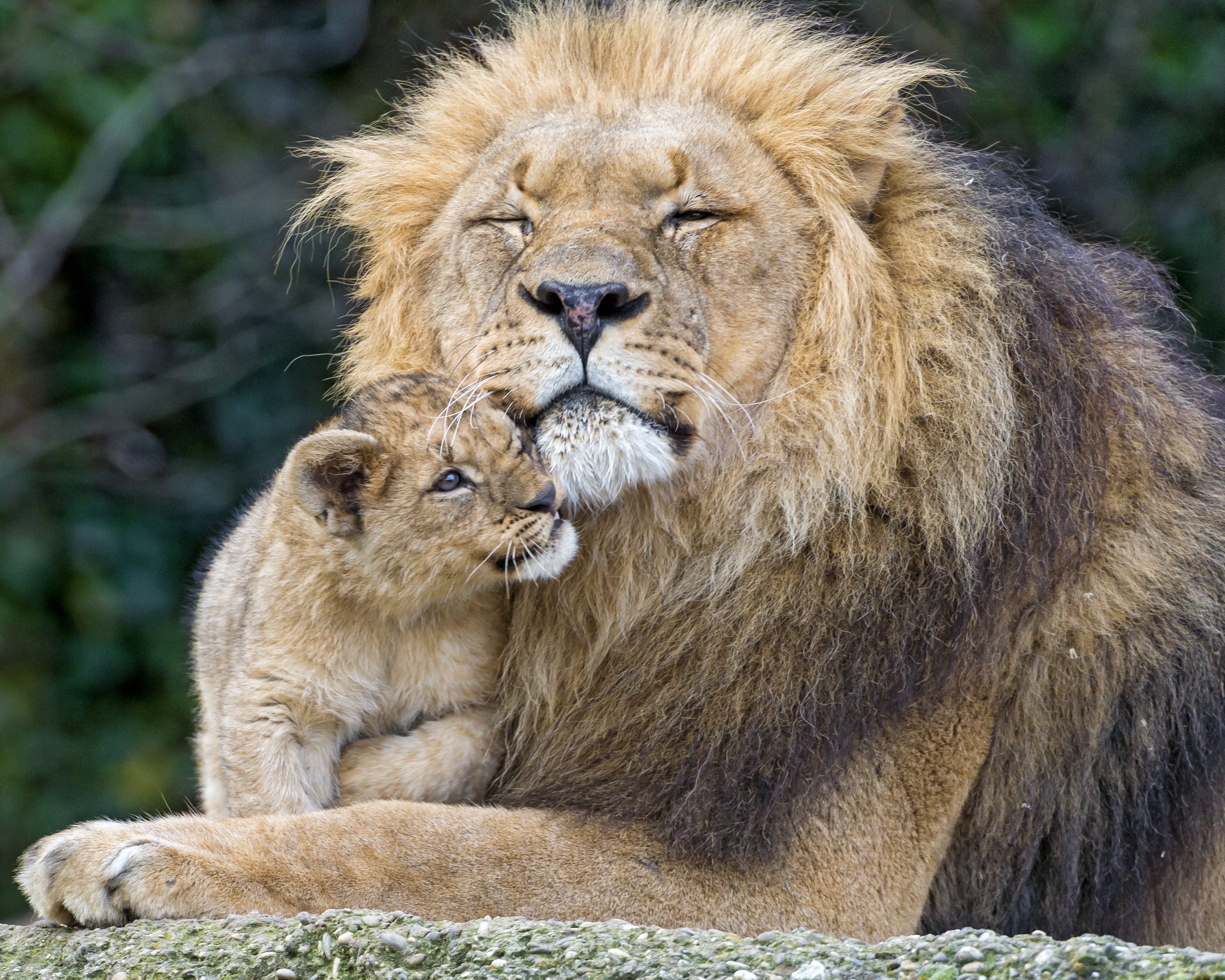 lion, Cubs, Two, Animals Wallpaper