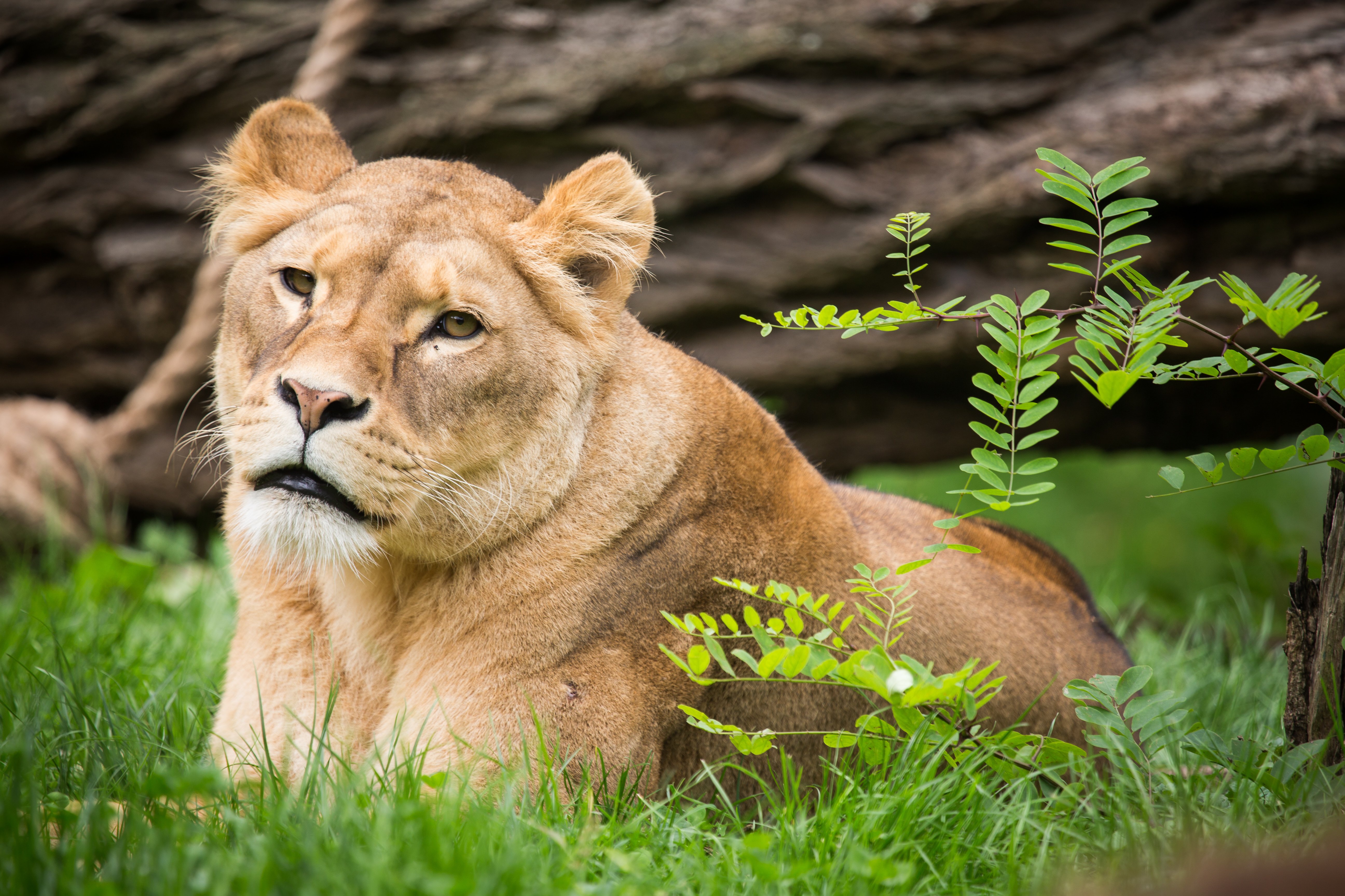 lion, Predator Wallpaper