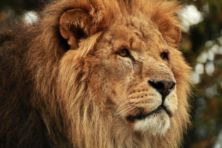 lion, Glance, Snout, Animals HD Wallpaper Desktop Background