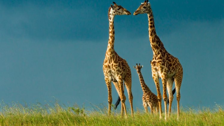 beauty, Cute, Amazing, Animal, Animal, Giraffe, Family HD Wallpaper Desktop Background