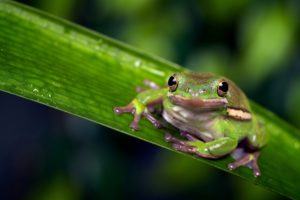 beauty, Cute, Amazing, Animal, Animal, Green, Frog, On, Green, Leaf
