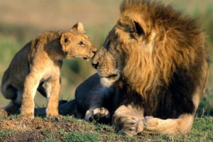 beauty, Cute, Amazing, Animal, Asiatic, Lion, With, Baby, Cub