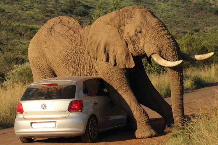 beauty, Cute, Amazing, Animal, Big, Elephant, On, Car HD Wallpaper Desktop Background